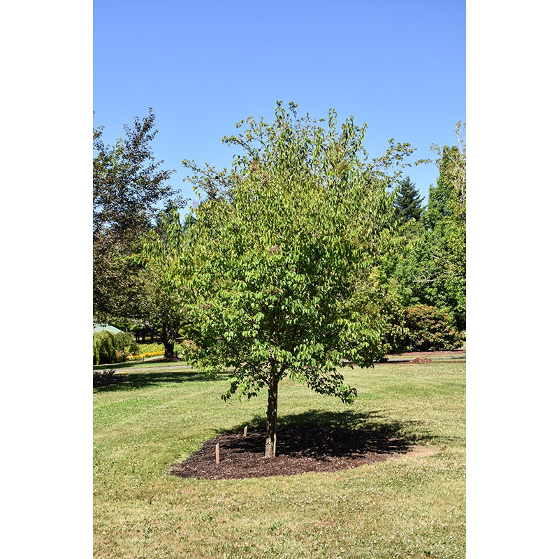 Lilac-Tree Great Wall – 2