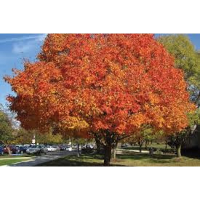 Maple-Sugar Inferno – G10