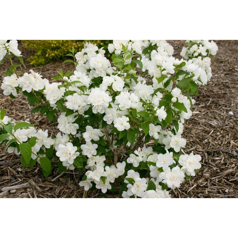 Mockorange-Snow White – G2/G3|Bailey|Willoway