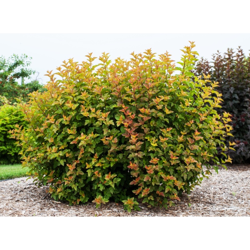 Ninebark-Amber Jubilee – G2/G3