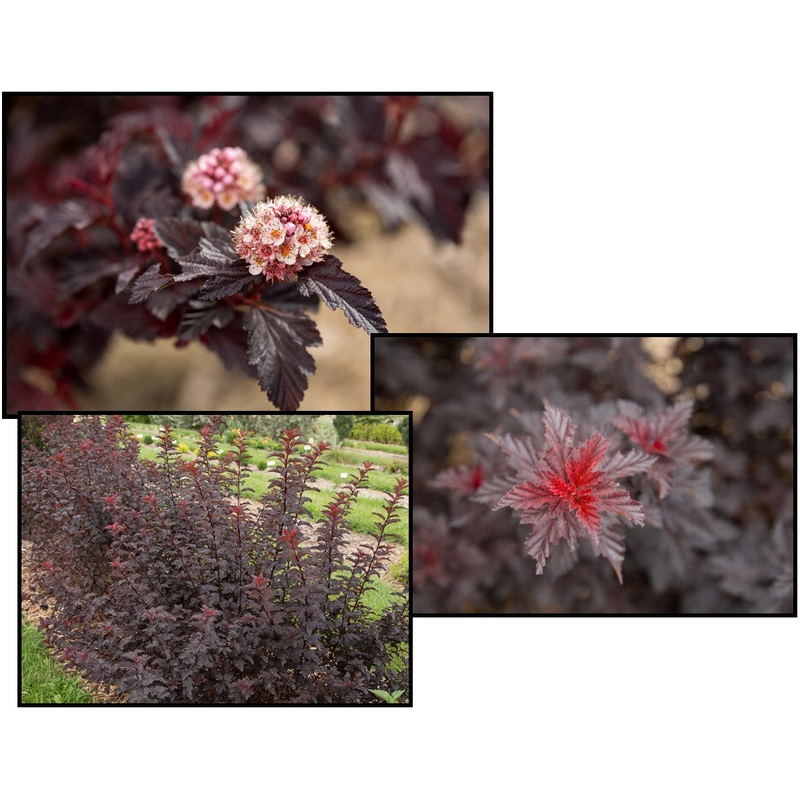 Ninebark-Fireside – G2/G3