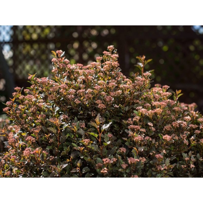 Ninebark-Little Devil – G2/G3|Item||Greenleaf