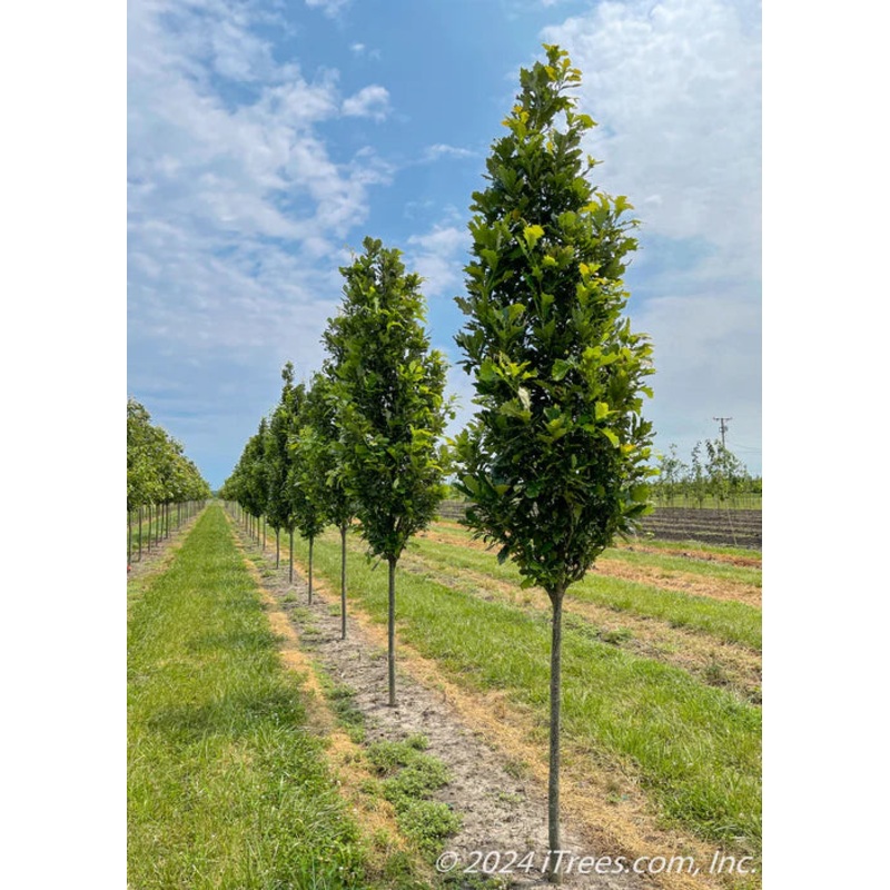 Oak-Kindred Spirit – G10