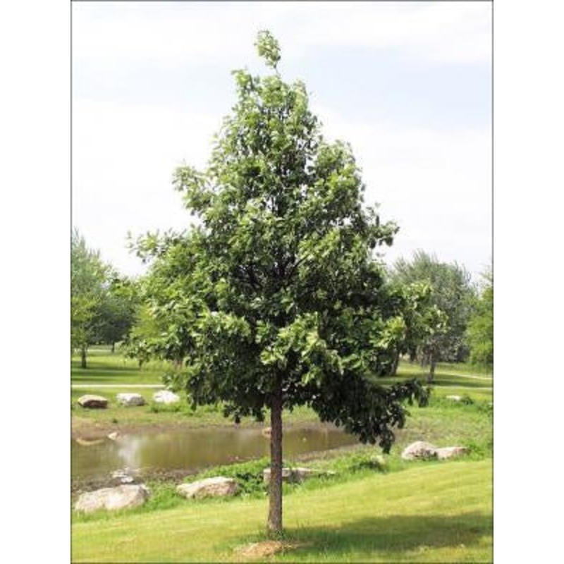 Oak-Swamp White – G10
