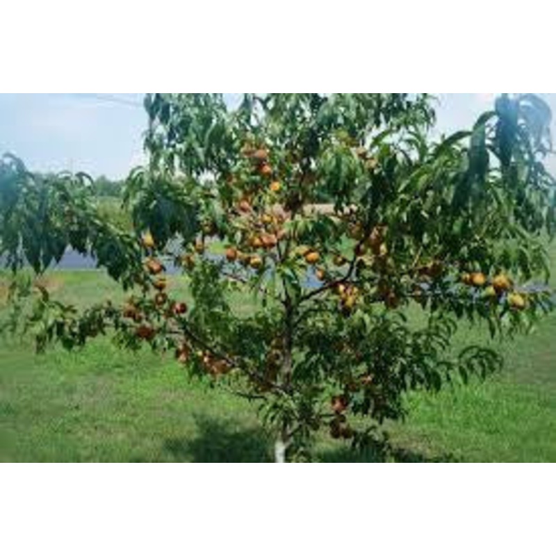 Peach-Reliance – G7