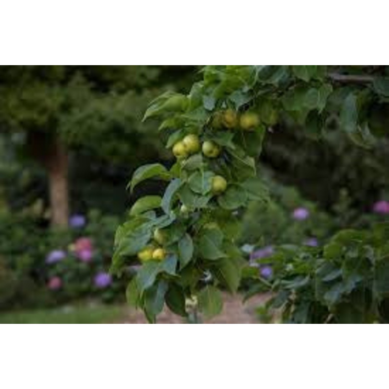 Pear-Asian Pear – G5