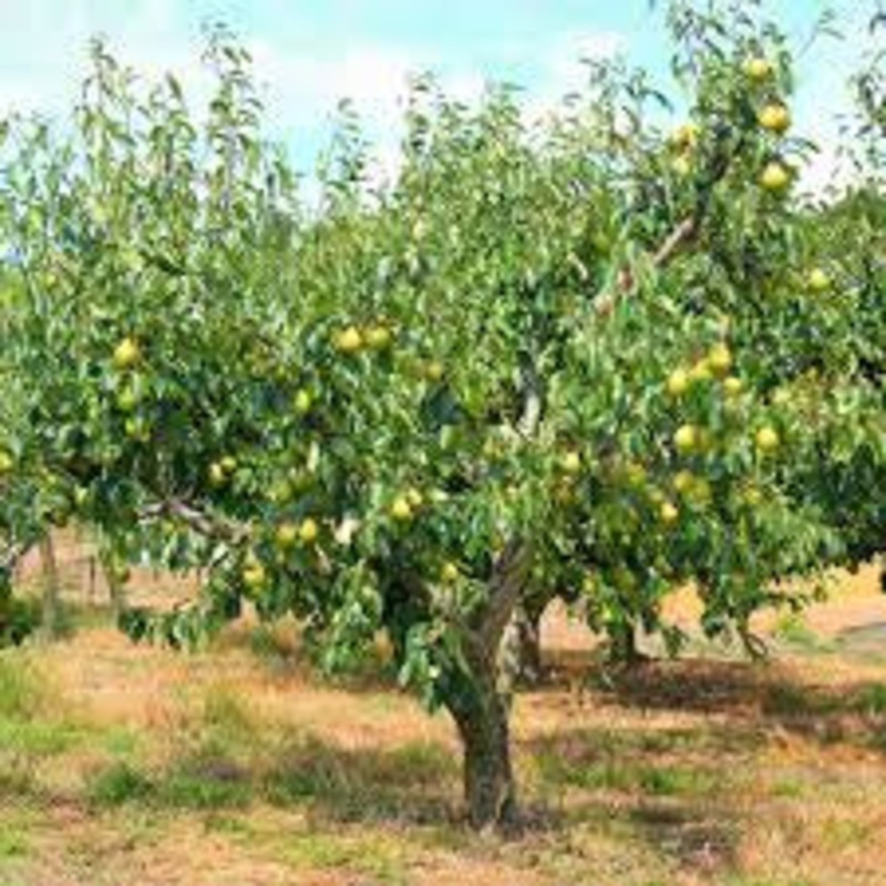Pear-Bartlett – G7
