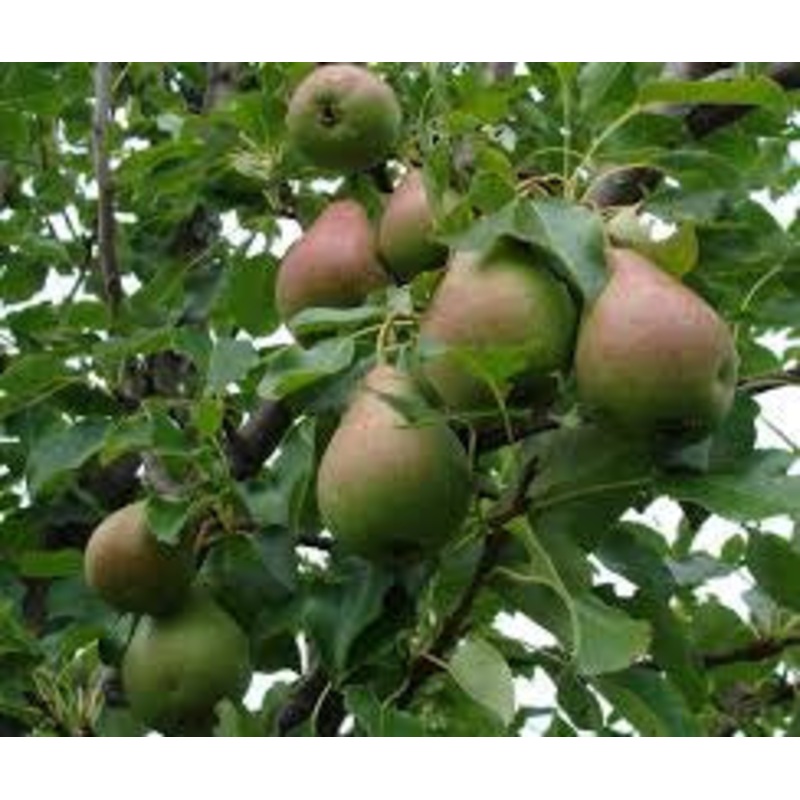 Pear-Clapps Favorite – G7