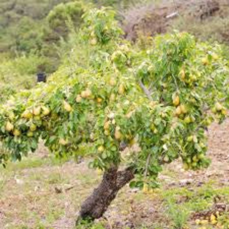 Pear-D’Anjou – G7