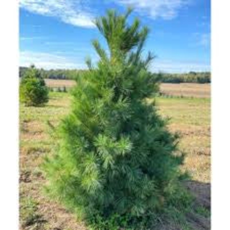 Pine- Eastern White – G7