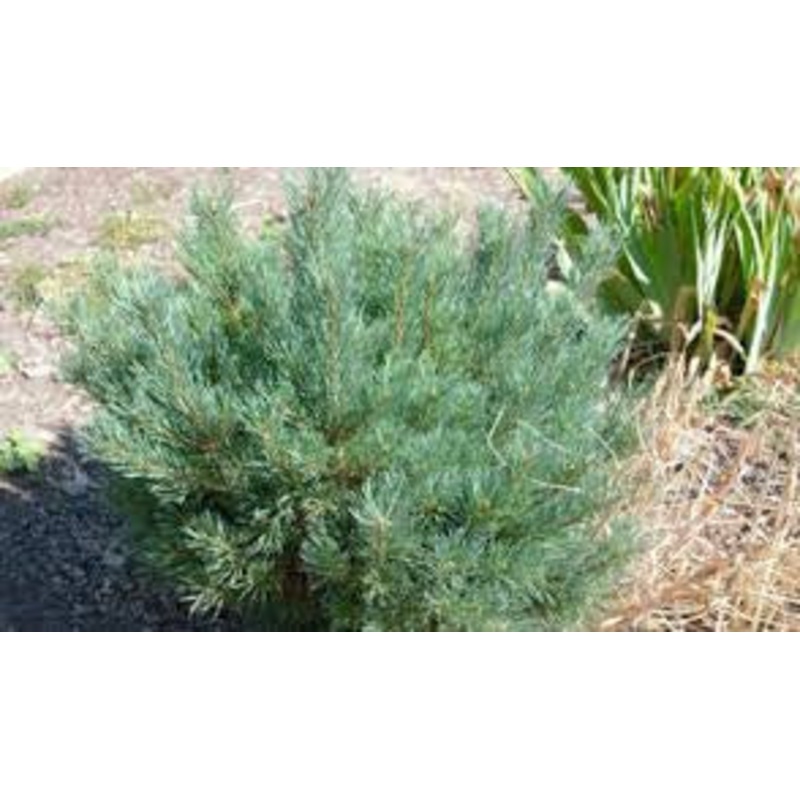 Pine-Scots Dwarf Blue – G6