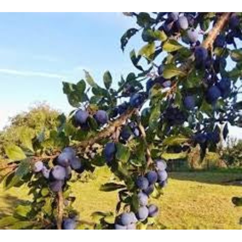 Plum-Mount Royal – G5