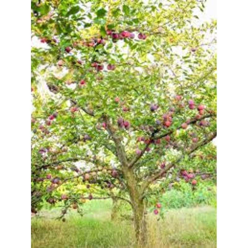 Plum-Toka – G5