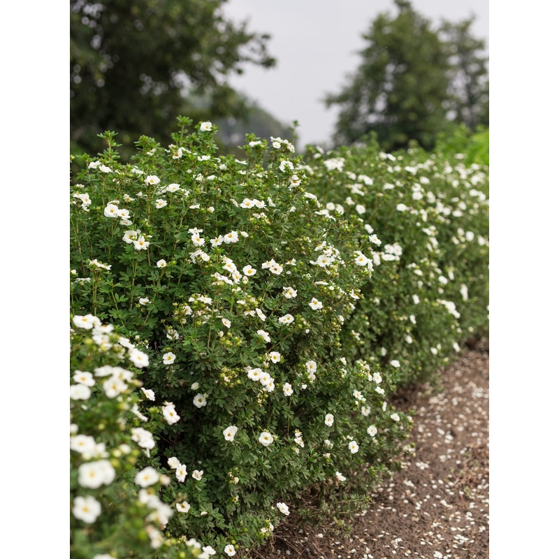 Potentilla-Creme Brulee – G2/G3