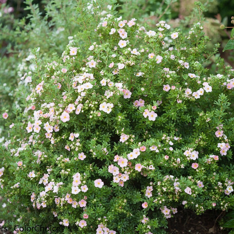 Potentilla-H Face Heart – G2/G3