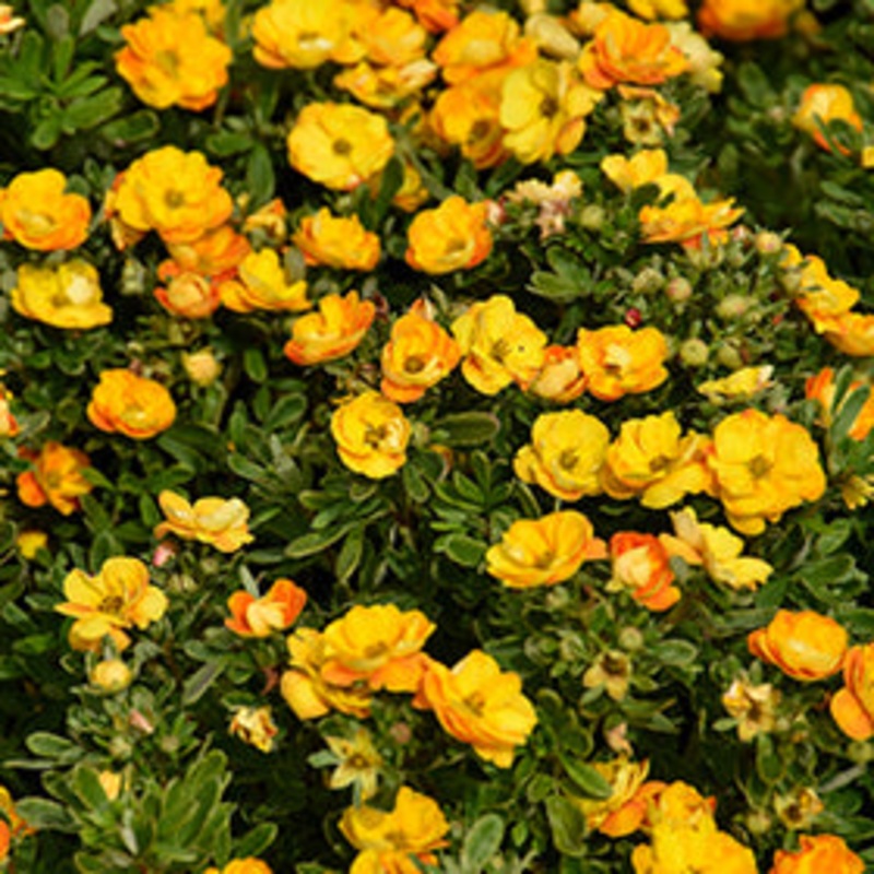 Potentilla-Marmalade – G2/G3