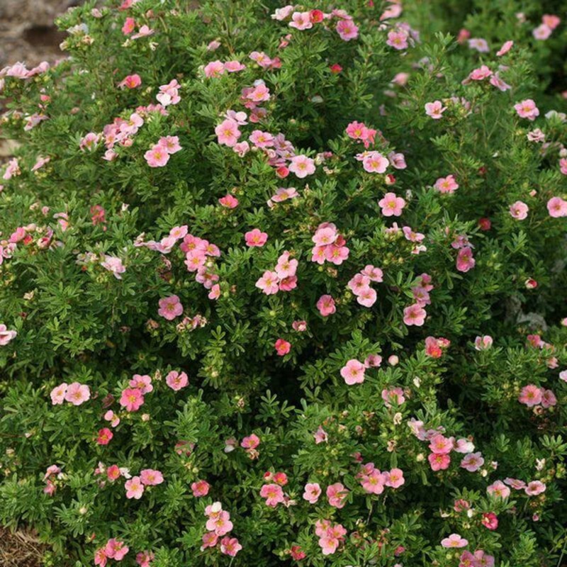 Potentilla-Pink Beauty – G2/G3