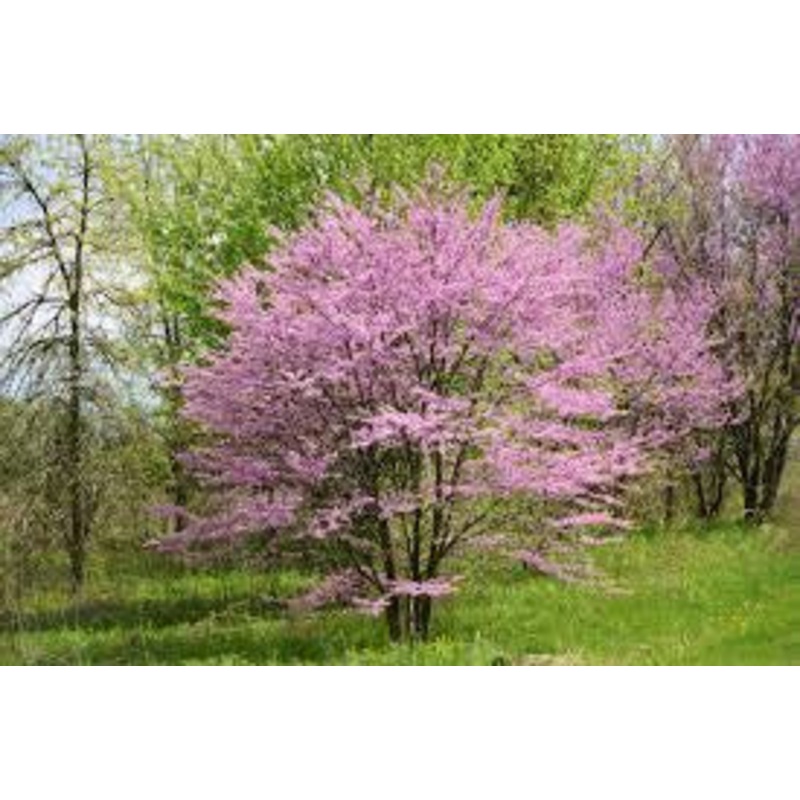 Redbud-Tree MN Strain – G7