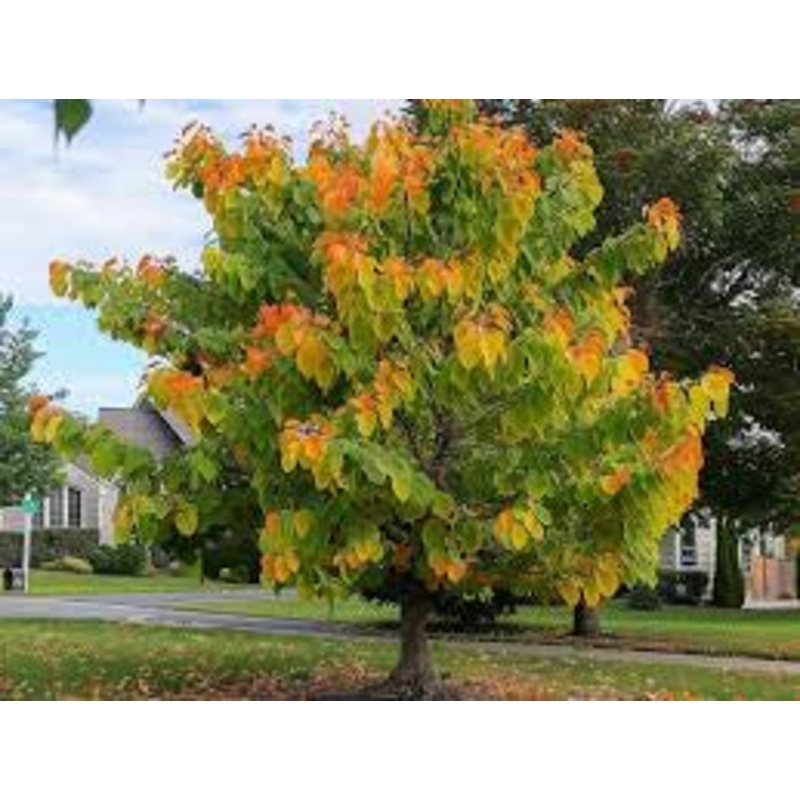 Redbud-Tree Rising Sun – G7