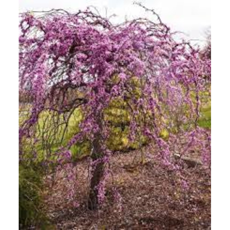 Redbud-Weeping Heartbreak – G15