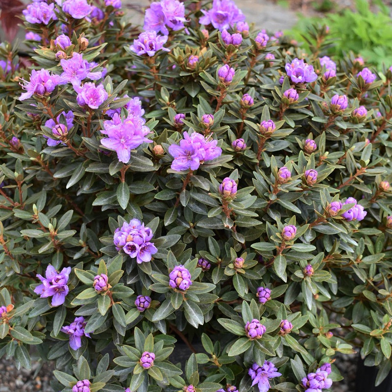 Rhod.-Purple Gem – G2/G3