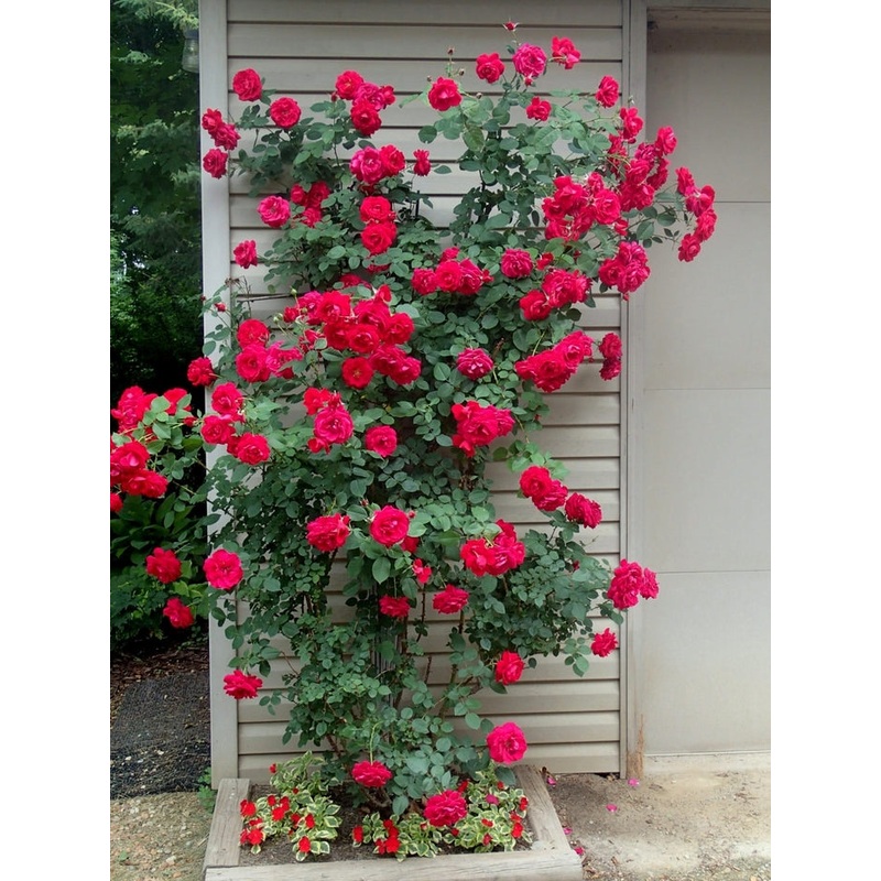 Rose-Clim. Ramblin Red – G2/G3