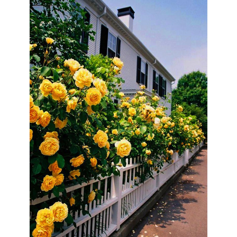 Rose-High Voltage – G2/G3
