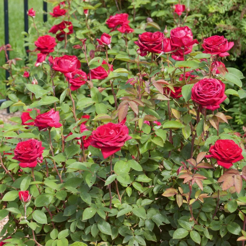 Rose-Kashmir – G2/G3|Bailey|Greenleaf