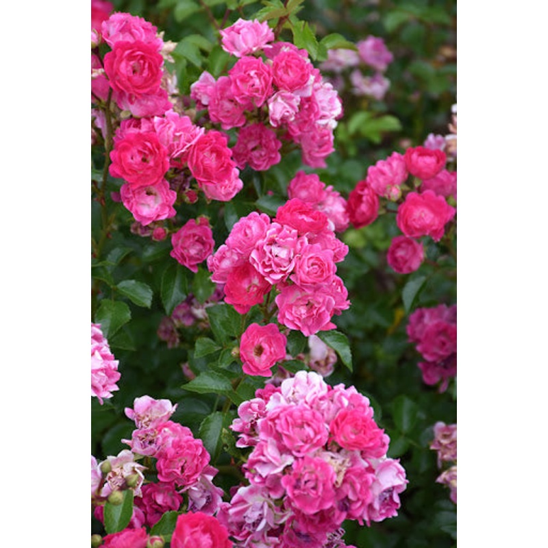 Rose-Little Mischief – G2/G3