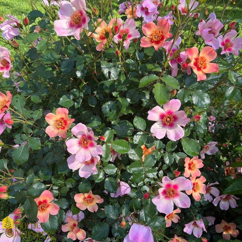 Rose-Ringo All Star – G3
