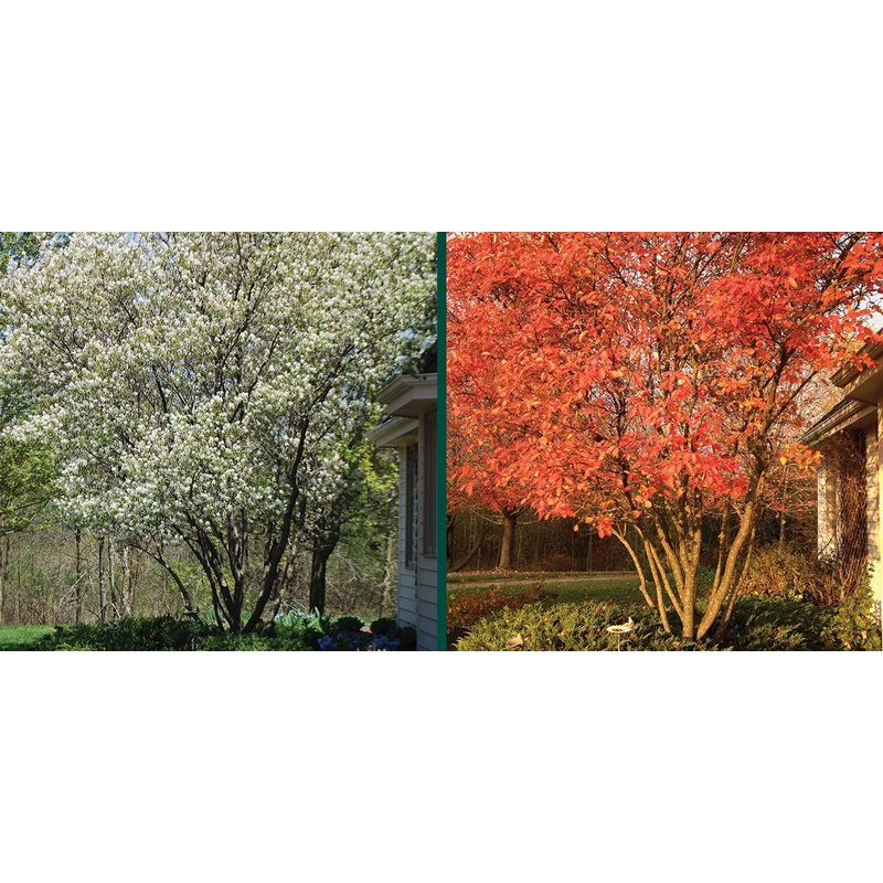 Serviceberry-Autumn Bril – 8-9′