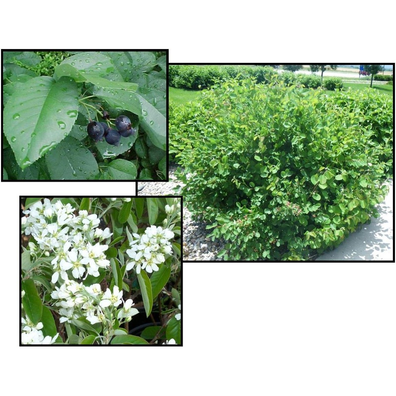 Serviceberry-Regent – G5