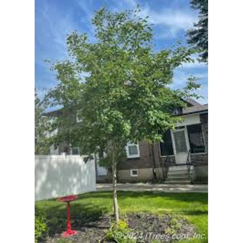 Serviceberry-Tree A.B. – G10