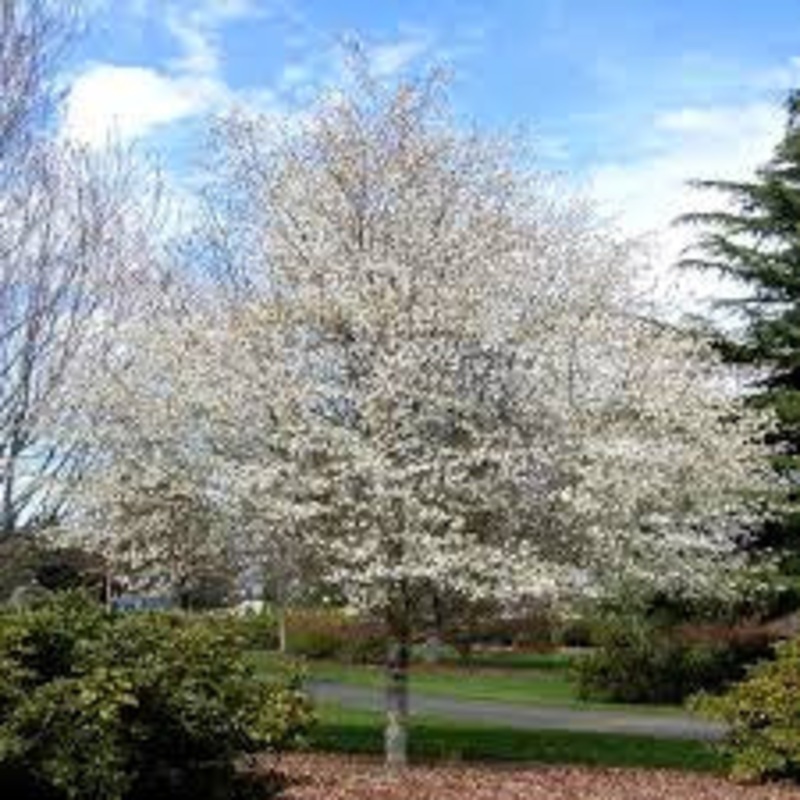 Serviceberry-Tree Laevis – G10