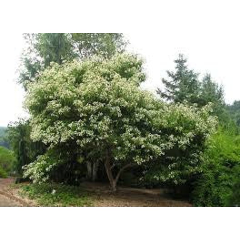Seven Son Flower-Tianshan – G7