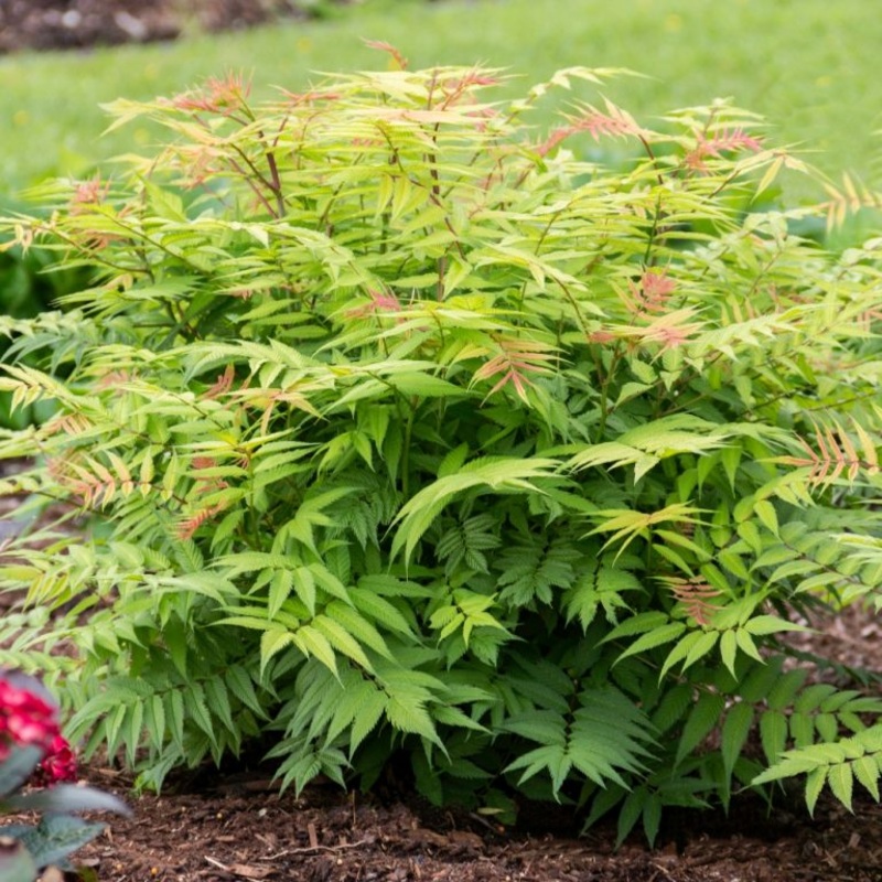 Sorbaria-Cherry On Top – G2/G3