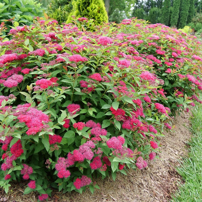Spirea-D. Play Doozie – G2/G3|Bailey|Mariani|Mariani 1|OPN|Willoway