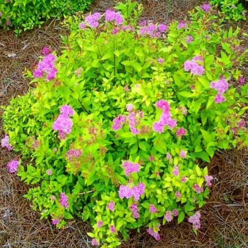 Spirea-Goldmound – G2/G3|Mariani|Willoway|Mariani 1|Bailey