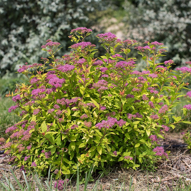 Spirea-Little Spark – G2/G3