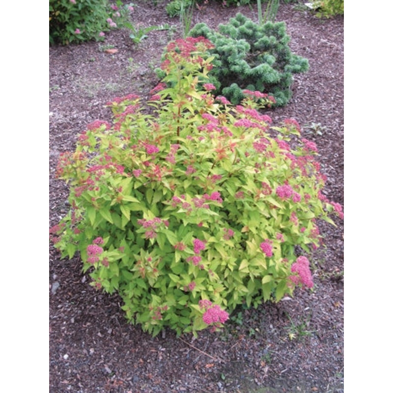Spirea-Magic Carpet – G2/G3|Mariani|Mariani 1|Bailey|Mariani 2