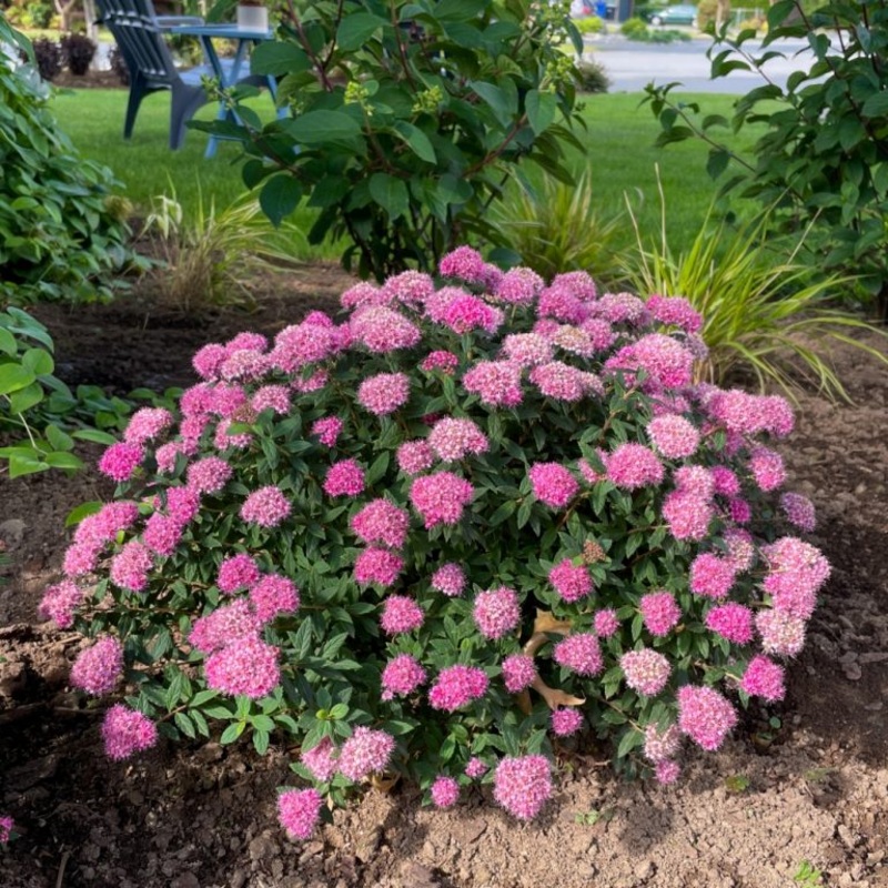 Spirea-Pop Rocks Petite – G2/G3