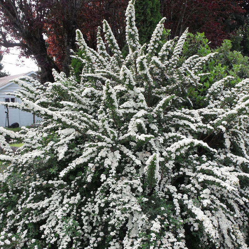 Spirea-Snowmound – G3/G5