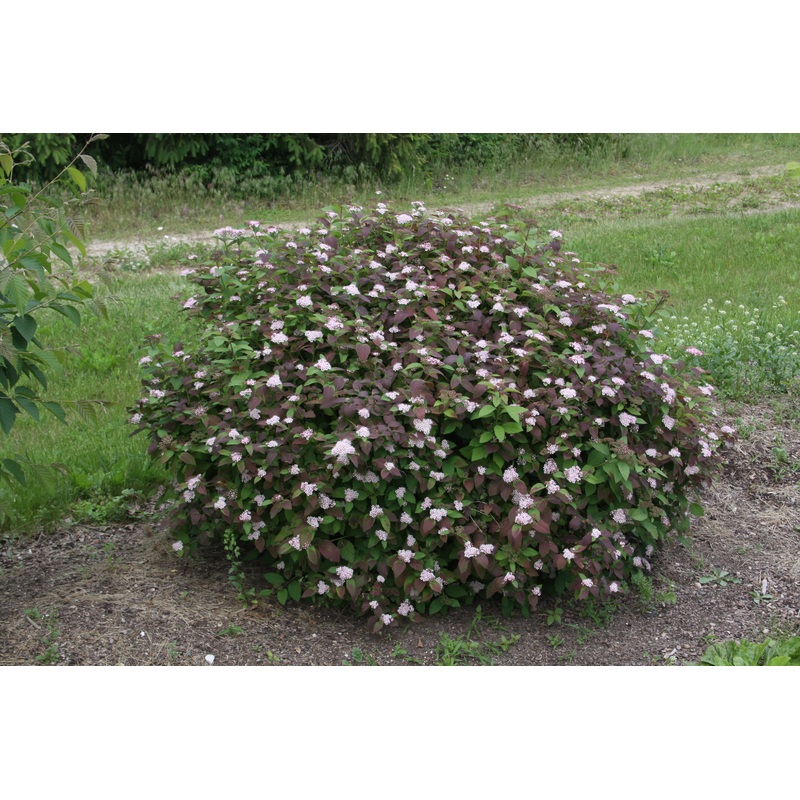 Spirea-Spot On – G2/G3