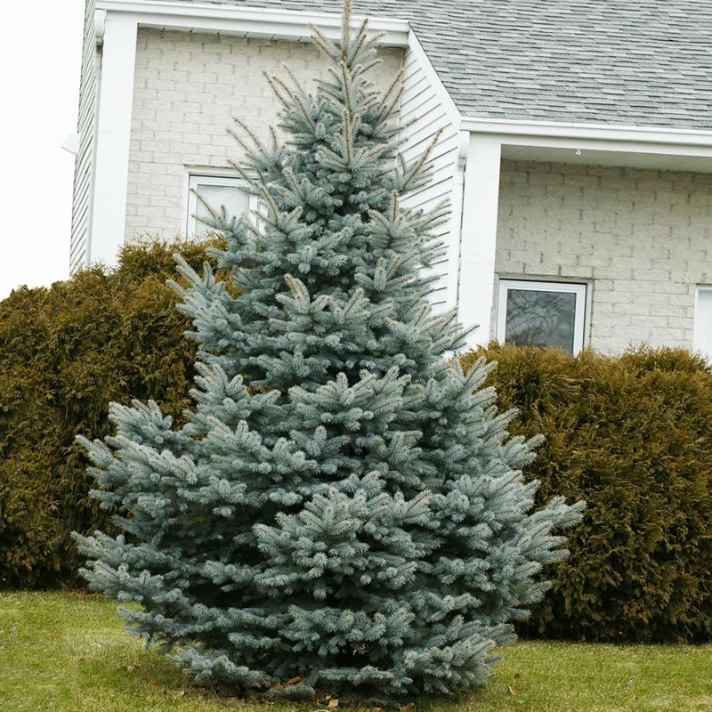 Spruce-Baby Blue – 4-5′