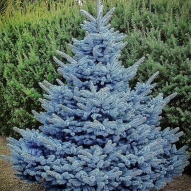Spruce-Baby Blue Eyes – G10