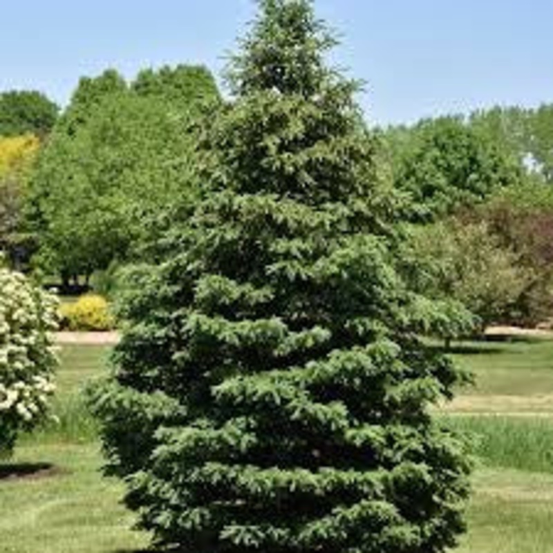 Spruce-Black Hills – 5-6′