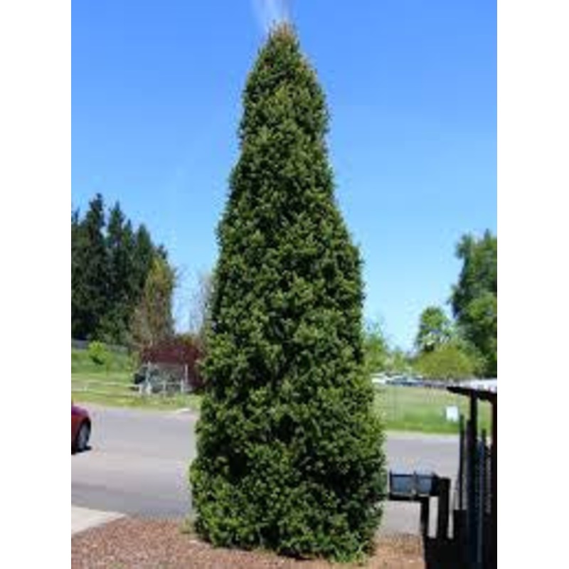 Spruce-Columnar Norway – 6-7’|OPN|Item