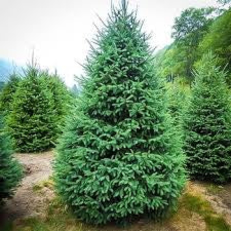 Spruce-Deer Run – G15
