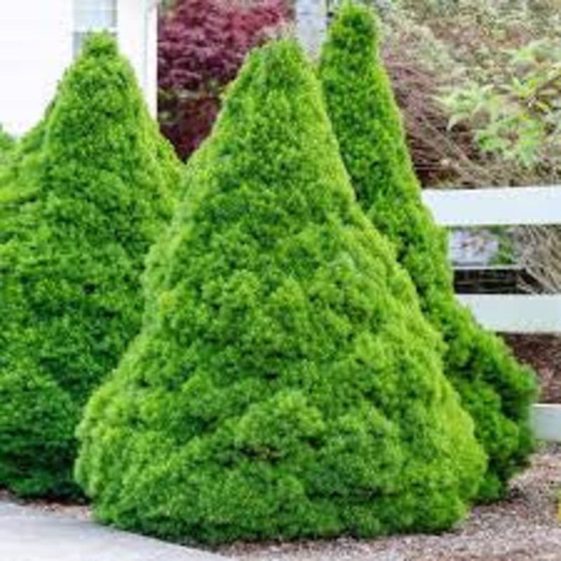 Spruce-Dwarf Alberta – G7