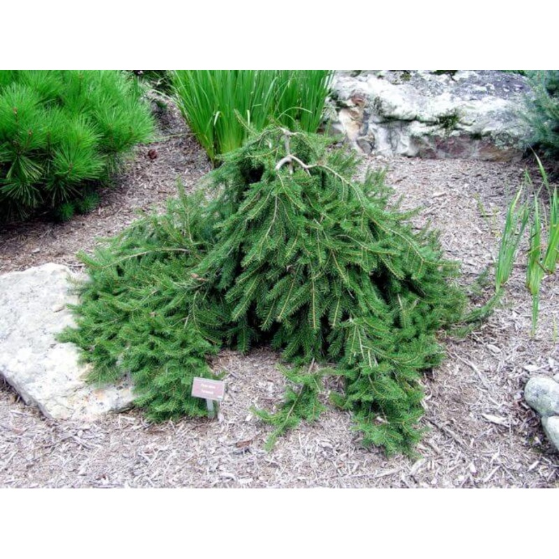 Spruce-Formanek – G6